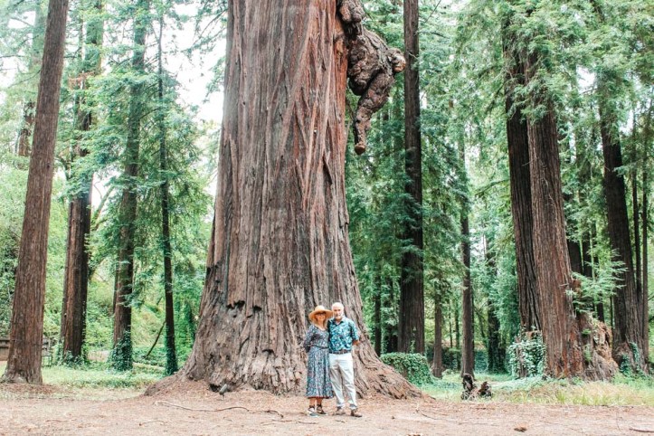 A couple stands in front of a redwood with a burl resembling an elephant head