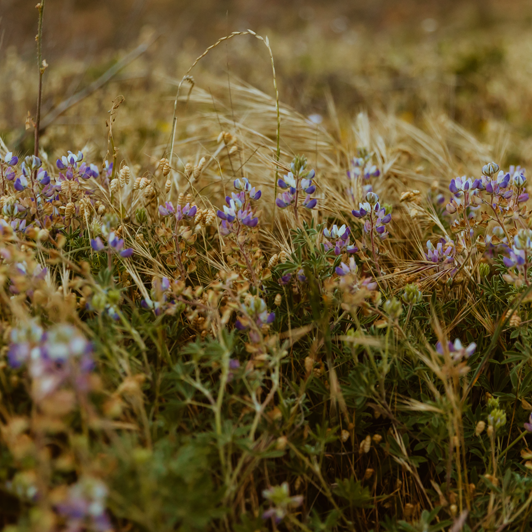 Wildflowers on the Mendocino coast